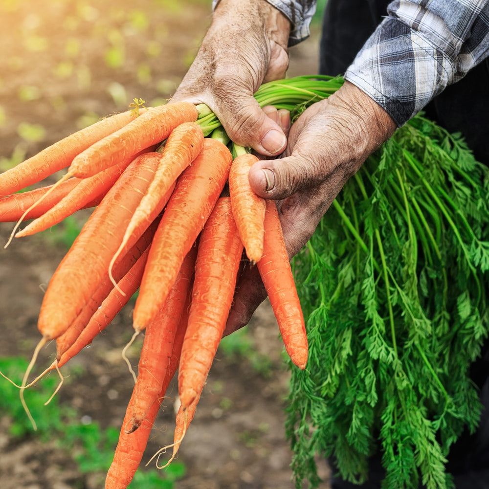 The Old Farmer's Almanac Heirloom Tendersweet Carrot Seeds - Premium Non-GMO, Open Pollinated, Vegetable Seeds