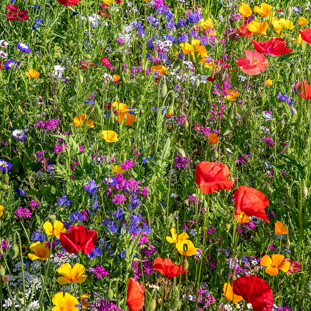 The Old Farmer's Almanac Premium Pollinator Mix Wildflower Seeds - Includes 23 Varieties